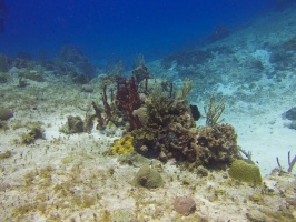 Reef IMG 9546